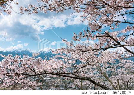 Cherry Blossoms and Northern Alps [Photo taken from Omachi Park and Omachi Mountain Museum] 66478069