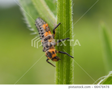 Larva of Namitantou 66478478