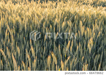 Barley Field in Sunlight (Shallow DOF) 66478662