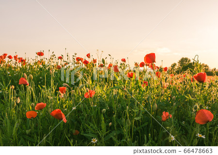 Red Poppy Field Against Clear Bright Sky Red Poppy Field Against Clear Bright Sky 66478663