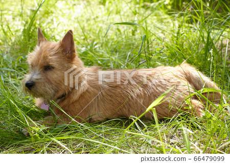 Norwich Terrier on green grass in the garden Norwich Terrier on green grass in the garden 66479099