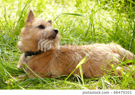 Norwich Terrier on green grass in the garden Norwich Terrier on green grass in the garden 66479101