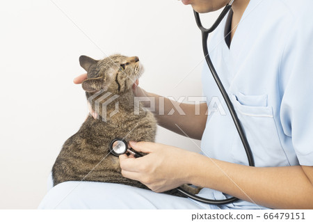 A veterinarian's hand putting a cat on his knees and applying a stethoscope A veterinarian's hand putting a cat on his knees and applying a stethoscope 66479151