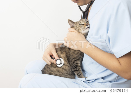 A veterinarian's hand putting a cat on his knees and applying a stethoscope A veterinarian's hand putting a cat on his knees and applying a stethoscope 66479154