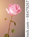 Close up of beautiful pink rose with great sun flare in the morning time 66479267