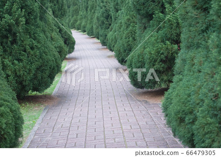 a forest landscape scene with green hill path road 66479305