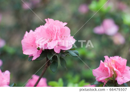Close up of beautiful Rhododendron degronianum 66479307