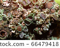 Colorful lichens, greyish brown lichen (Physcia stellaris) growing on a branch of tree 66479418