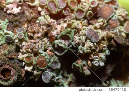 Colorful lichens, greyish brown lichen (Physcia stellaris) growing on a branch of tree Colorful lichens, greyish brown lichen (Physcia stellaris) growing on a branch of tree 66479418