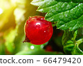 Red currant berry in the garden close-up with great sunlight flare effect 66479420