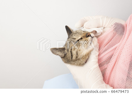 獸醫手擦著貓的眼睛 獸醫手擦著貓的眼睛 66479473