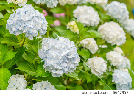 Annabel hydrangea 66479523