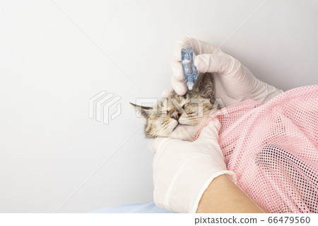 Hands of a veterinarian who puts eye drops on a cat 66479560