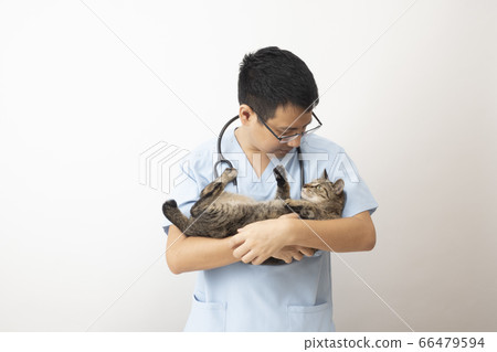 Veterinarian holding cat and looking at face 66479594