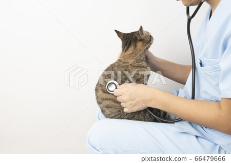 A veterinarian's hand putting a cat on his knees and applying a stethoscope 66479666