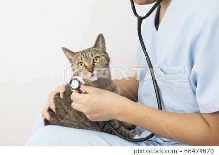 A veterinarian's hand putting a cat on his knees and applying a stethoscope 66479670