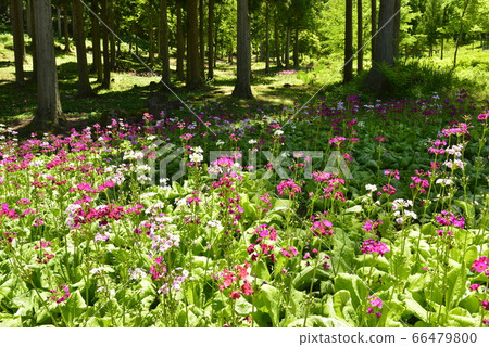 [Takayama City, Gifu Prefecture] Shirinhachi of the 48 waterfall mountains wildflower garden 66479800