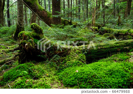 Moss of Shirakomakike Moss of Shirakomakike 66479988