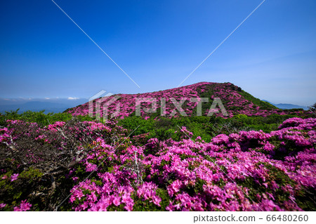 《Kuju Mountain Range, Oita Prefecture》 Miyama Kirishima at the summit of Mt. 66480260