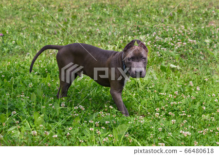 American Staffordshire Terrier in the meadow American Staffordshire Terrier in the meadow 66480618