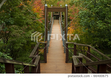 大阪世博會70紀念公園的風景。有一個吊橋。 66480675