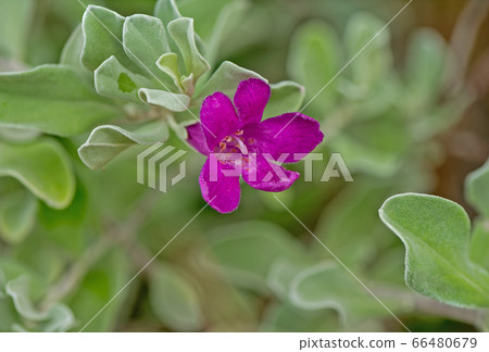 Close up of Ash Plant, Barometer Brush, Purple Sage, Texas Ranger flower. (Scientific name Leucopyllum frutescens (Bert.)) Close up of Ash Plant, Barometer Brush, Purple Sage, Texas Ranger flower. (Scientific name Leucopyllum frutescens (Bert.)) 66480679