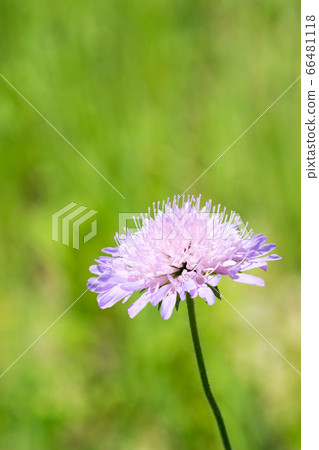 A closeup of a Knautia arvensis. blurry background 66481118
