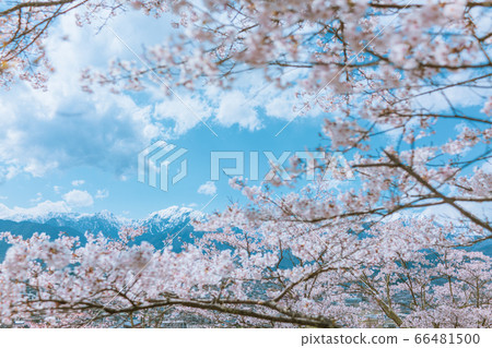 Sakura and Mt. Renge [Photo taken from Omachi Park and Omachi Mountain Museum] 66481500