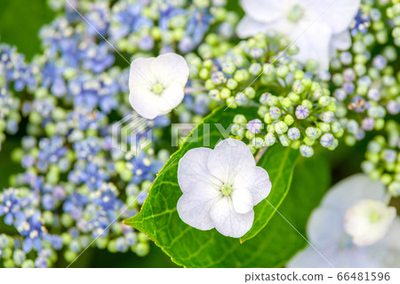 Close-up of hydrangea flowers 66481596