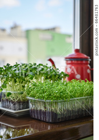 Microgreen of garden cress and daikon radish Microgreen of garden cress and daikon radish 66481763