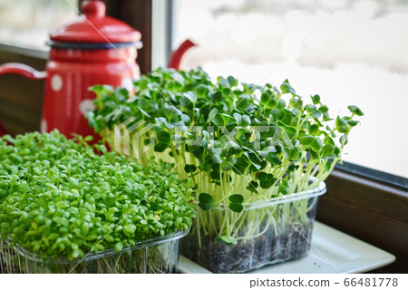 Microgreen of garden cress and daikon radish Microgreen of garden cress and daikon radish 66481778
