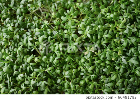 Microgreen of garden cress Microgreen of garden cress 66481782