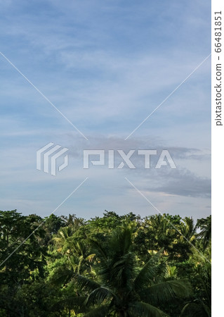 Beautiful view over the jungle 66481851