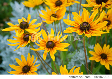 Ludovce Ludovce 66482008