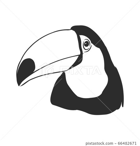 toucan hand drawn vector llustration realistic sketch, Toucan bird, vector sketch illustration toucan hand drawn vector llustration realistic sketch, Toucan bird, vector sketch illustration 66482671