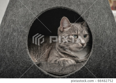 Cat is lying in the small house, cat condo Cat is lying in the small house, cat condo 66482752