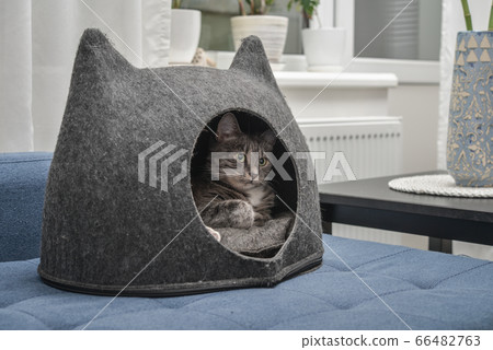 Cat is lying in the small house, cat condo Cat is lying in the small house, cat condo 66482763