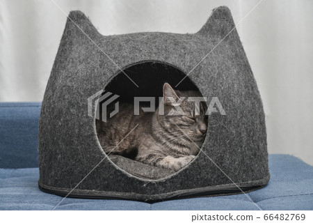 Cat sleeping in the small house Cat sleeping in the small house 66482769