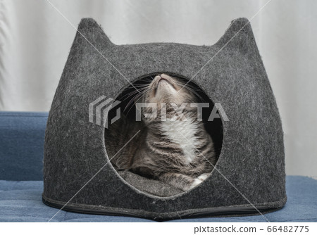 Cat is lying in the small house, cat condo Cat is lying in the small house, cat condo 66482775