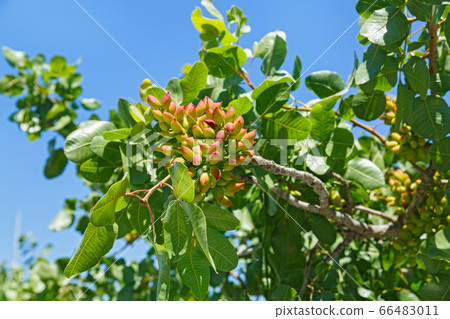 Pistachio tree with green nuts Pistachio tree with green nuts 66483011