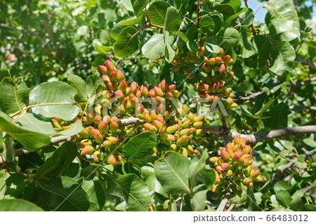 Pistachio tree with green nuts Pistachio tree with green nuts 66483012