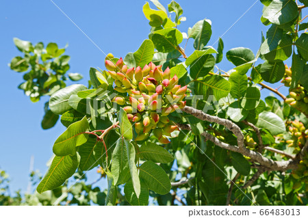 Pistachio tree with green nuts Pistachio tree with green nuts 66483013