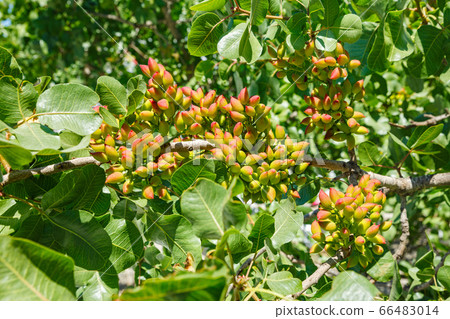 Green nuts on a branch of a pistachio tree Green nuts on a branch of a pistachio tree 66483014