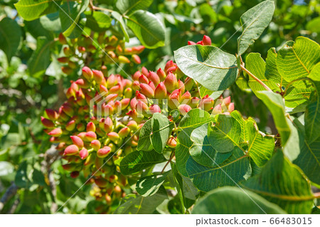 Green nuts on a branch of a pistachio tree Green nuts on a branch of a pistachio tree 66483015