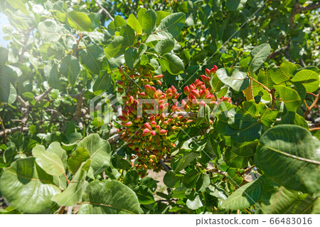 Green nuts on a branch of a pistachio tree 66483016