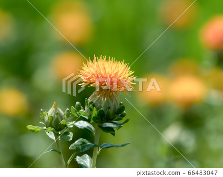 紅花 紅花 66483047