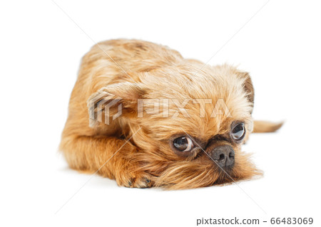 Sad puppy of the Brussels Griffon 66483069
