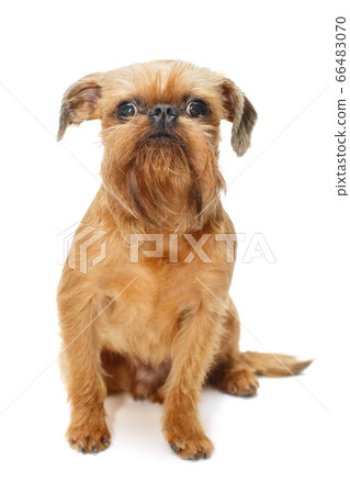 Red puppy of the Brussels Griffon 66483070