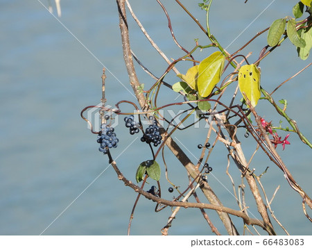 Amazon Crane (wild grass) Amazon Crane (wild grass) 66483083