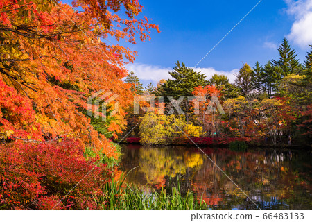 (Nagano Prefecture) Autumn reflected in Kumoba Pond/Lake (Nagano Prefecture) Autumn reflected in Kumoba Pond/Lake 66483133